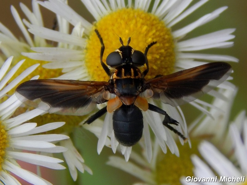 Trichopoda pennipes